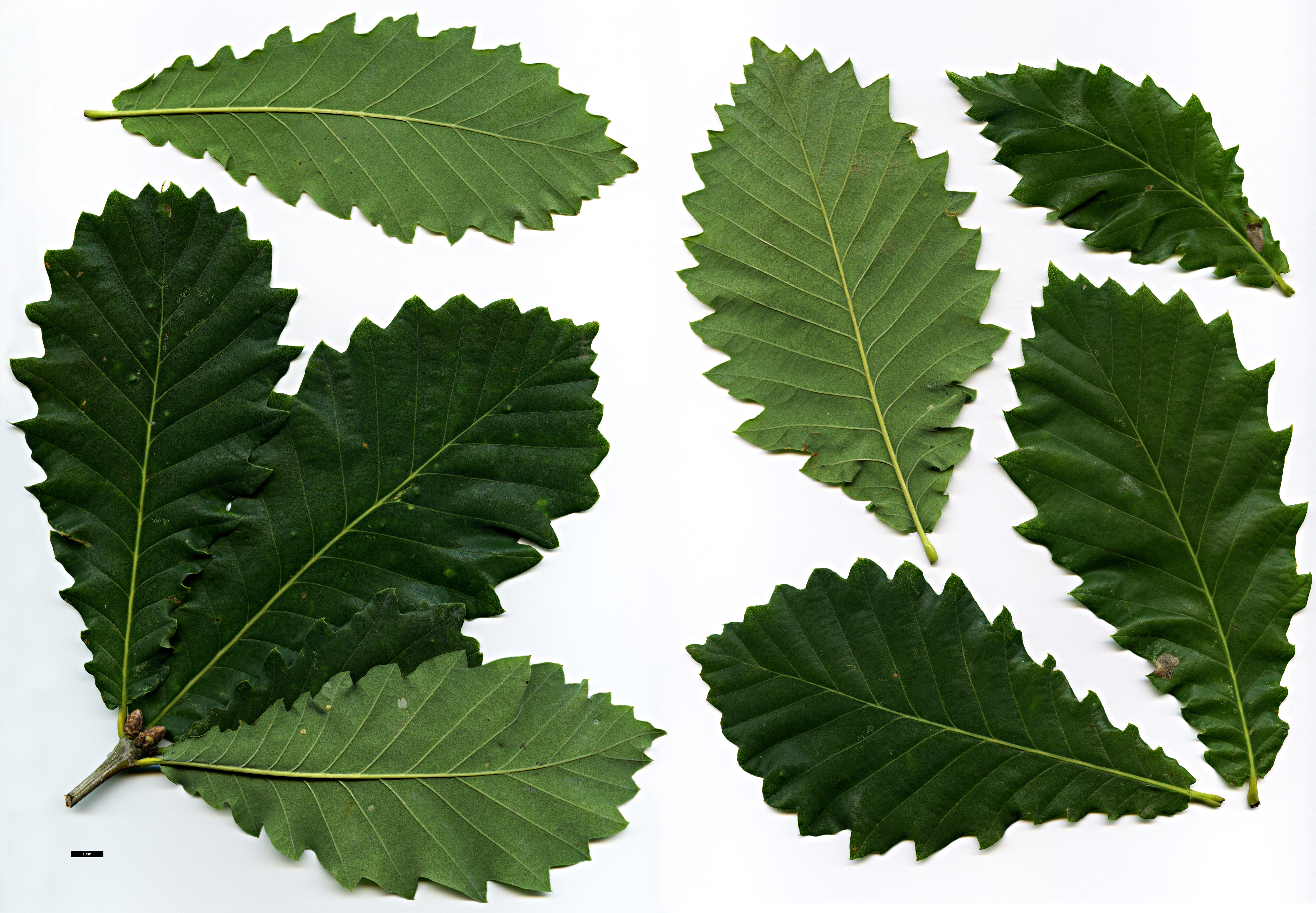 High resolution image: Family: Fagaceae - Genus: Quercus - Taxon: ×hickelii (Q.pontica × Q.robur)